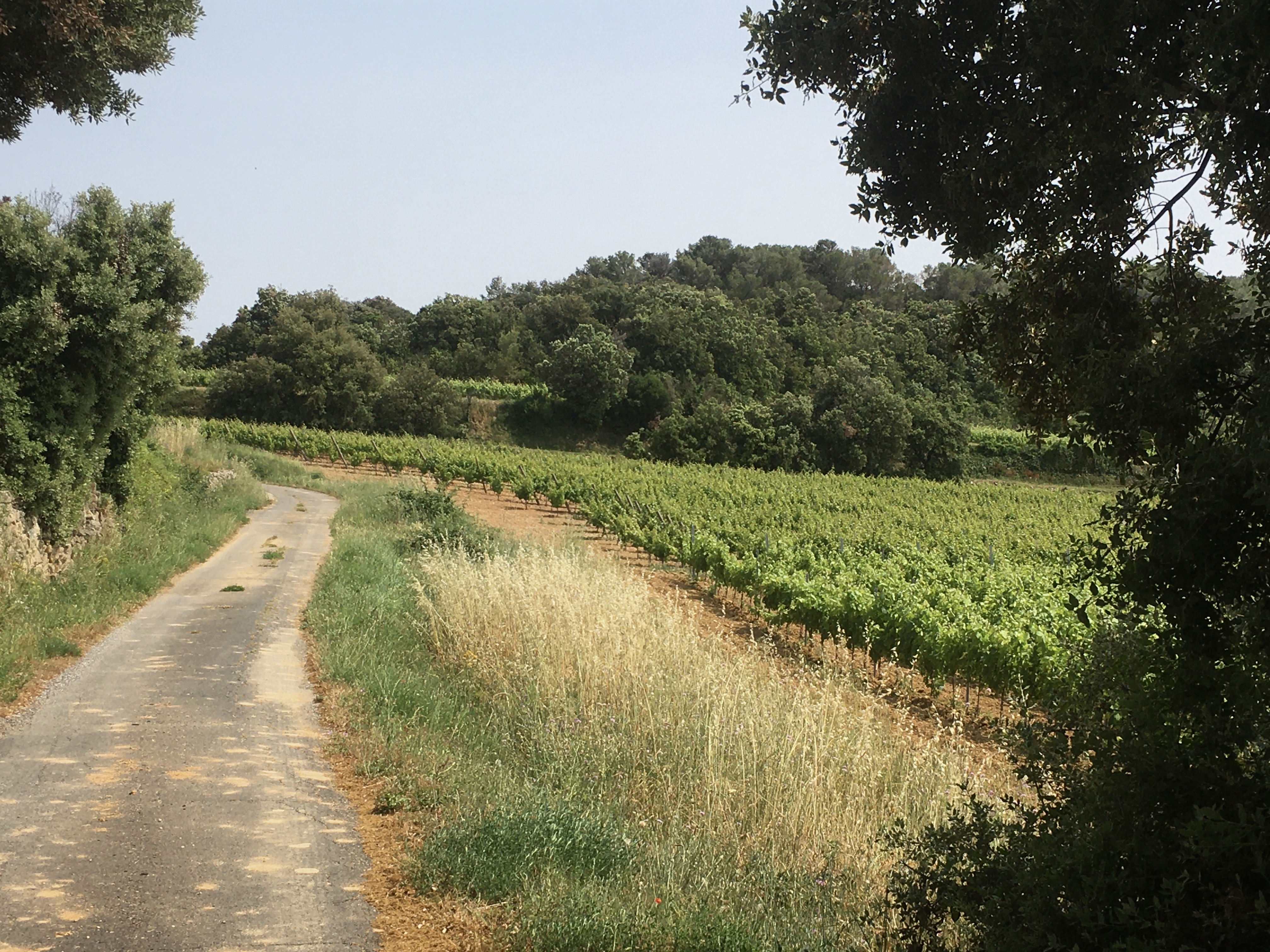 vineyard-path